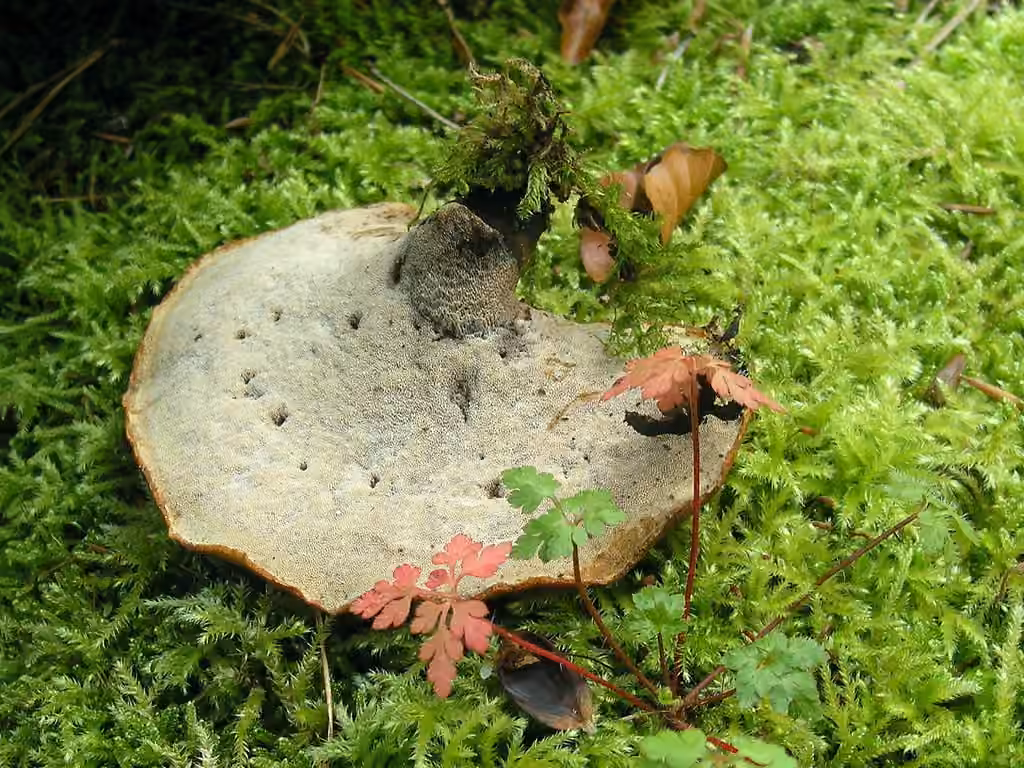 Blackfoot Polypore