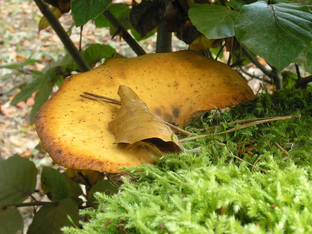 Blackfoot Polypore, photo 3 of 5