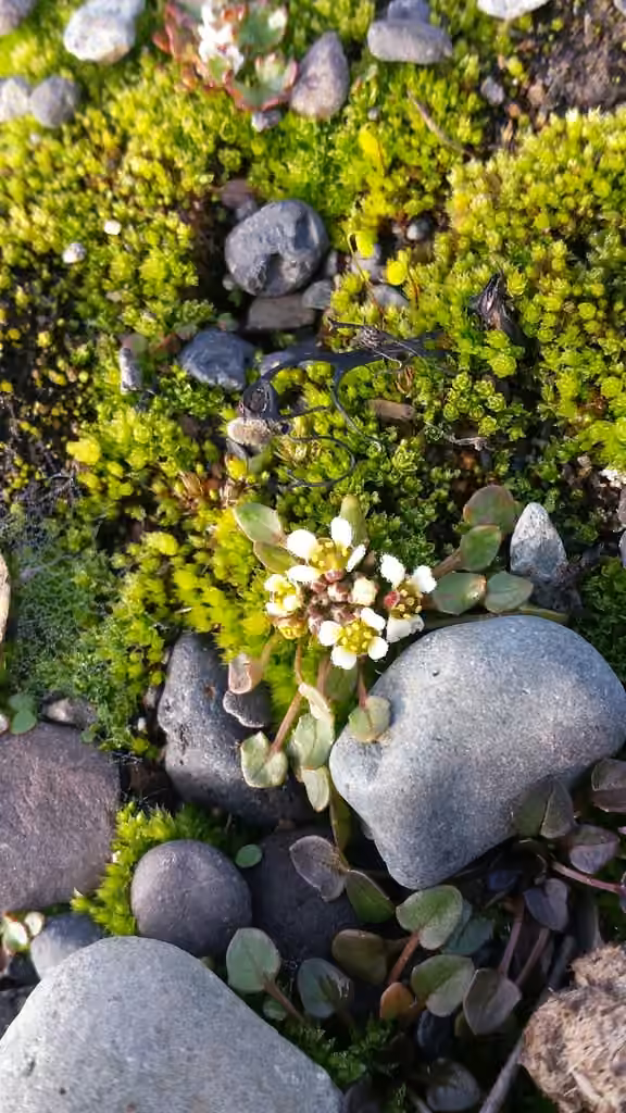 Cranson du Groenland, En fleurs