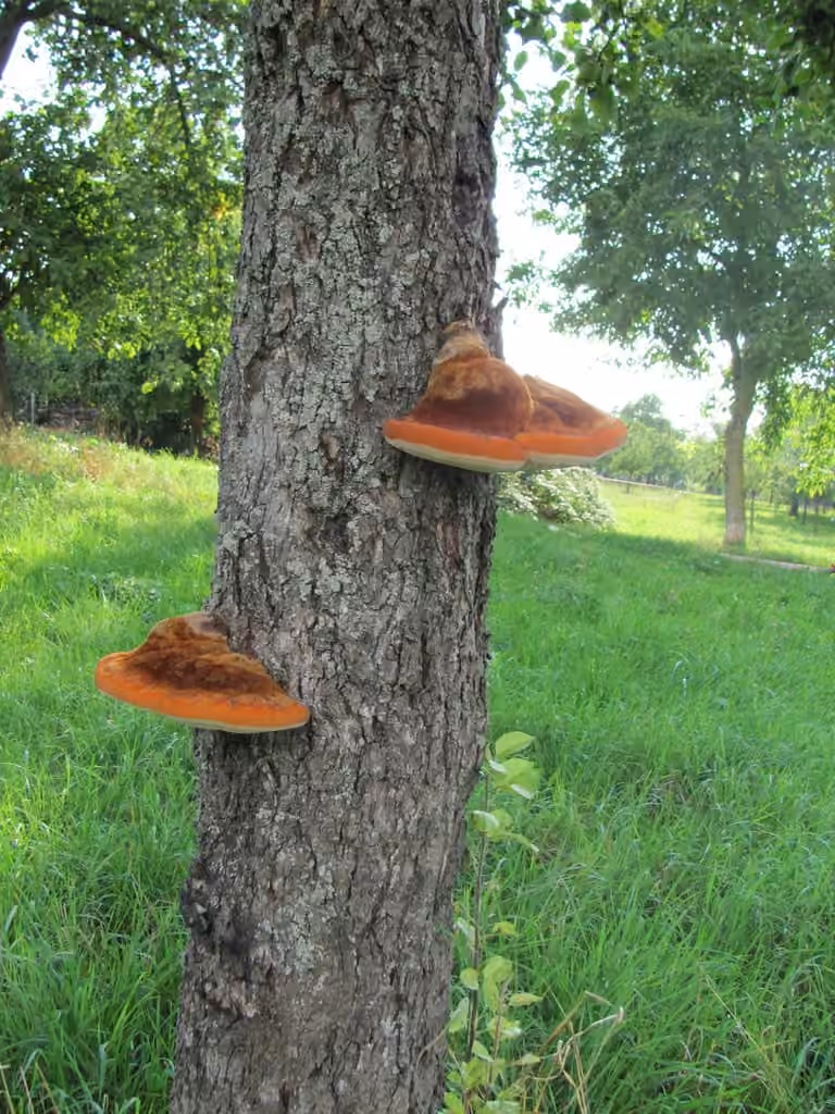 Polypore hispide, photo 3 sur 5