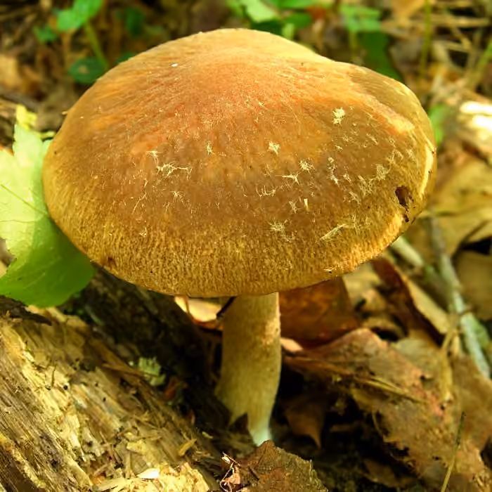 Psathyrelle cotonneuse, photo 1 sur 5