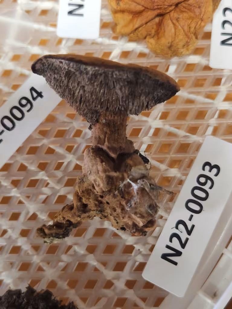 Mealy Tooth, photo 3 of 5