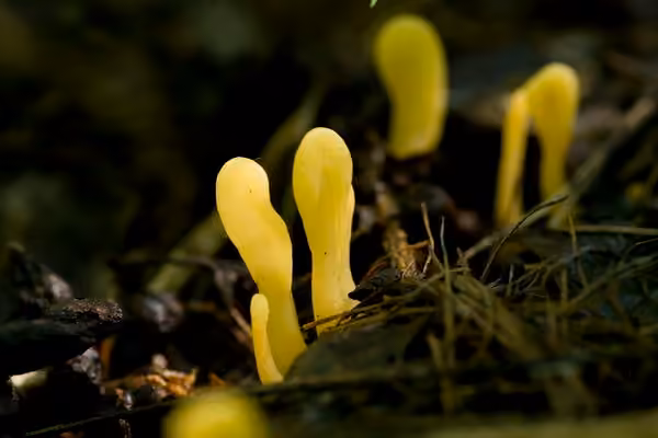 Spathulaire jaune, photo 2 sur 5