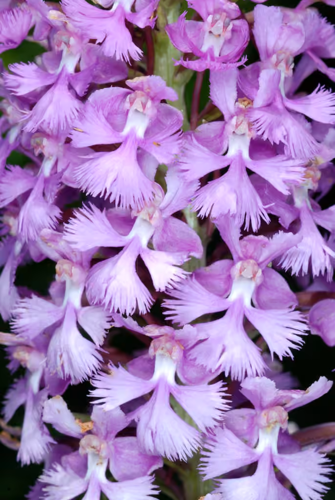 Lesser purple fringed orchid, In fruit