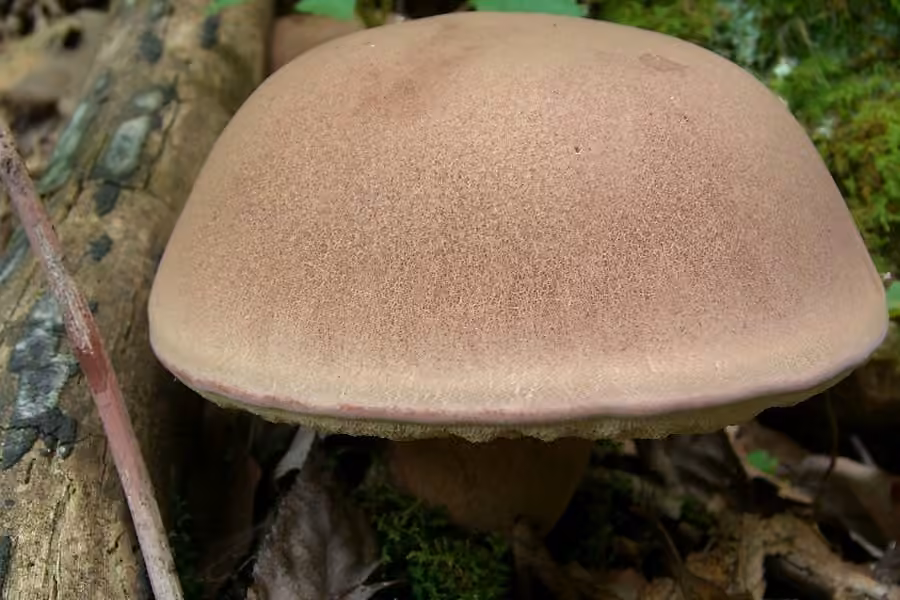 Reddish brown bitter bolete, photo 3 of 5