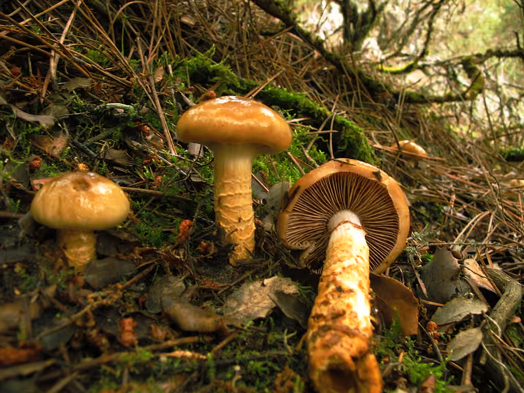 Girdled Webcap, photo 2 of 5