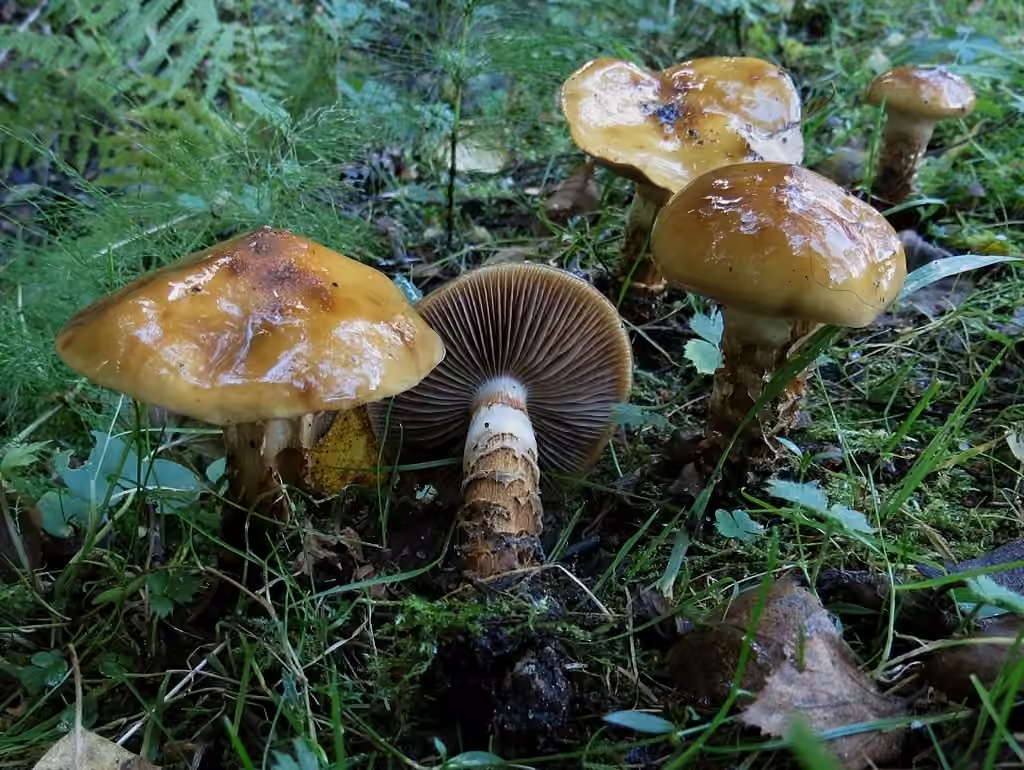 Girdled Webcap, photo 3 of 5
