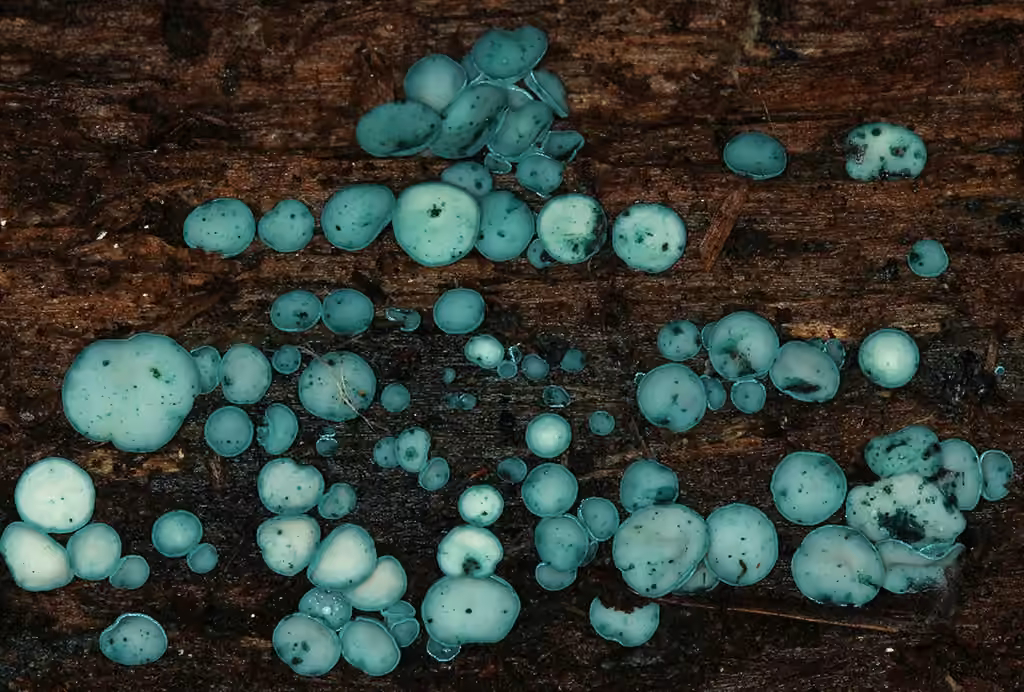 Turquoise Elfcup, photo 2 of 5
