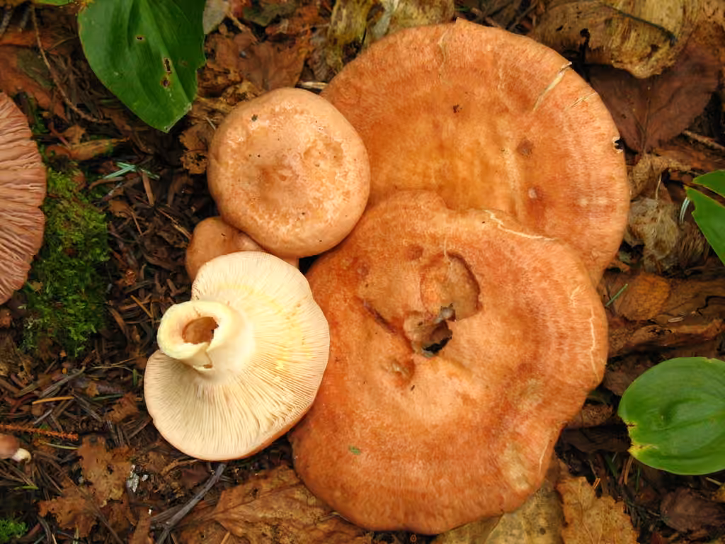 Yellow-latex Milkcap, photo 3 of 5