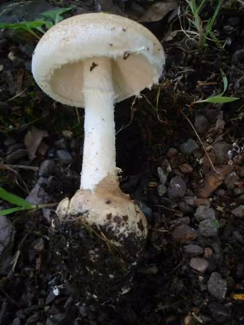 American Amidella, photo 1 of 5