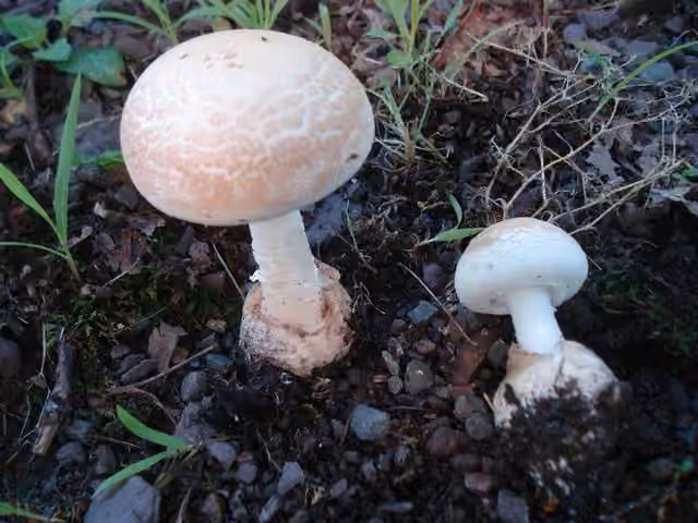 American Amidella, photo 2 of 5