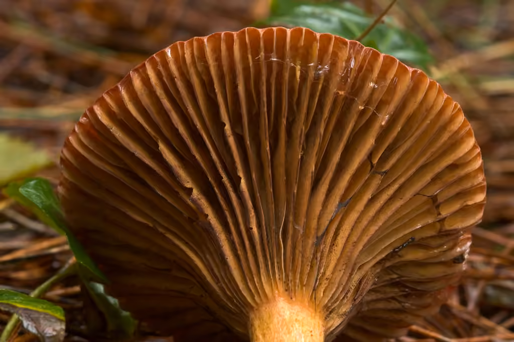 Gomphide rutilant, photo 3 sur 5