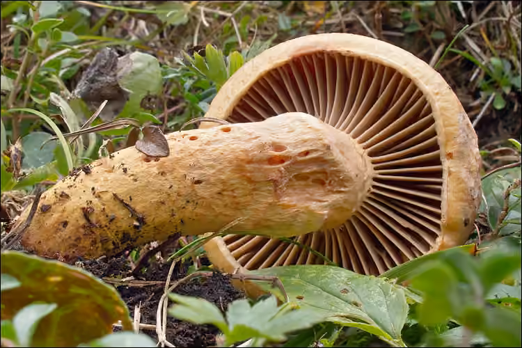 Gomphide rutilant, photo 2 sur 5
