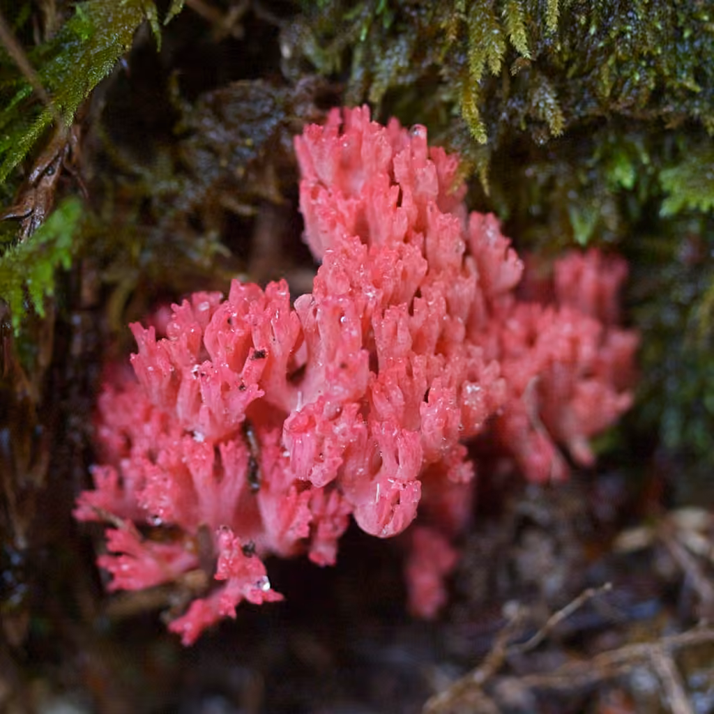 red coral, photo 3 sur 5