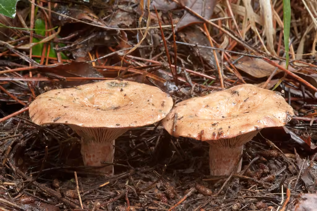 Bloody Milkcap, photo 3 of 5