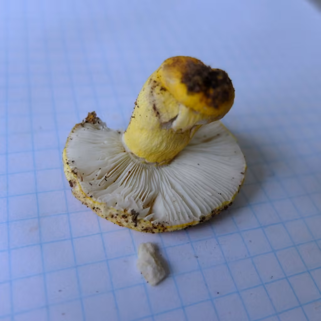 Russula flavida, photo 2 of 5