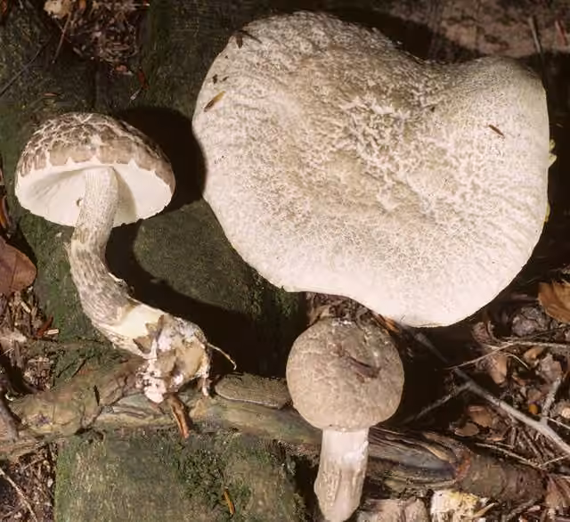 Bolet blanchâtre, photo 2 sur 5