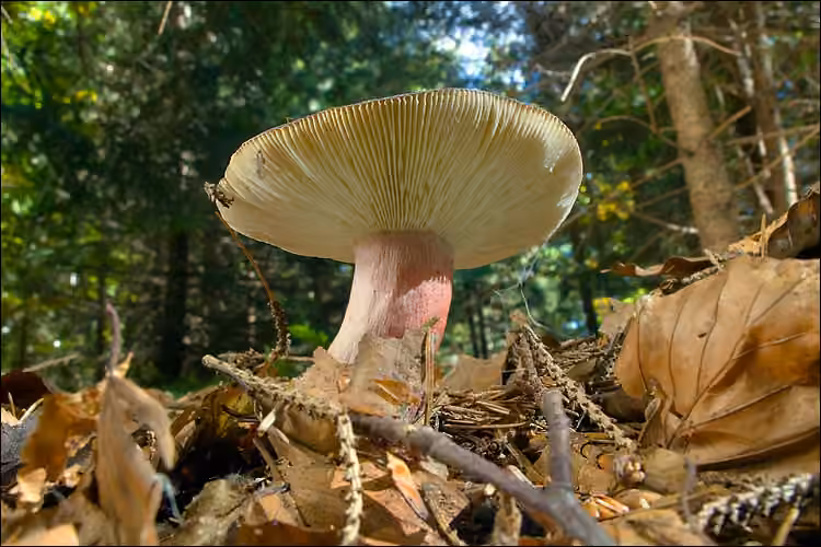 Russule de Quélet, photo 3 sur 5