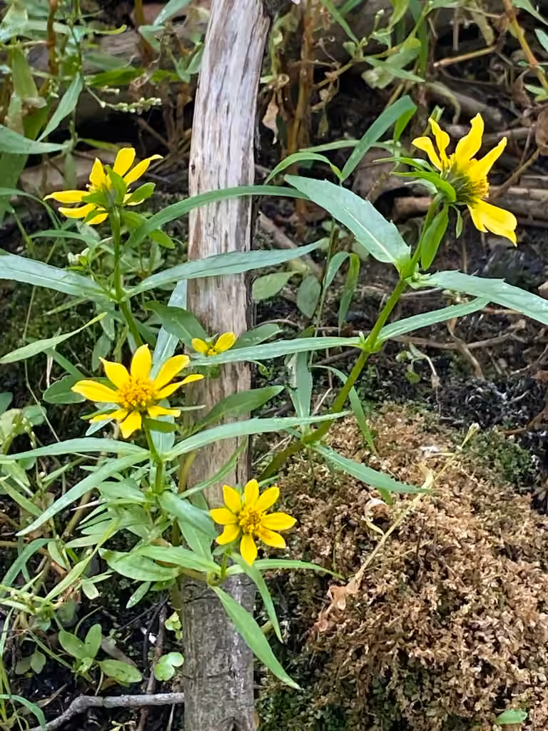 Nodding beggartick, In flower