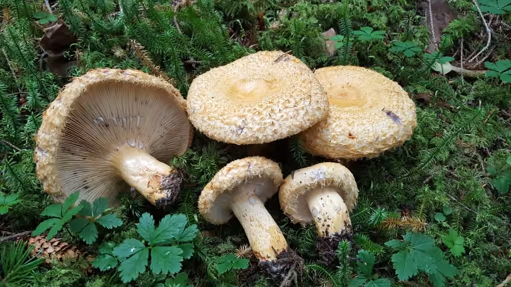 Lactaire représentatif, photo 1 sur 5
