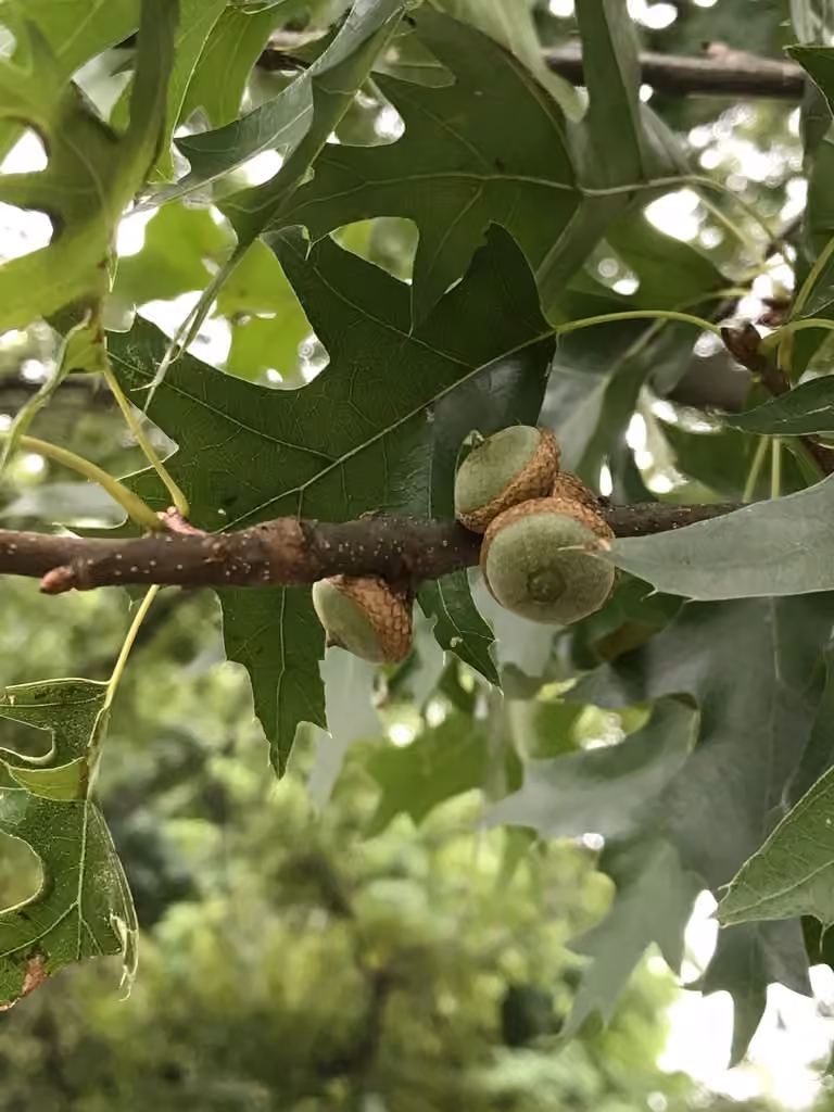 Chêne des marais, En fruits