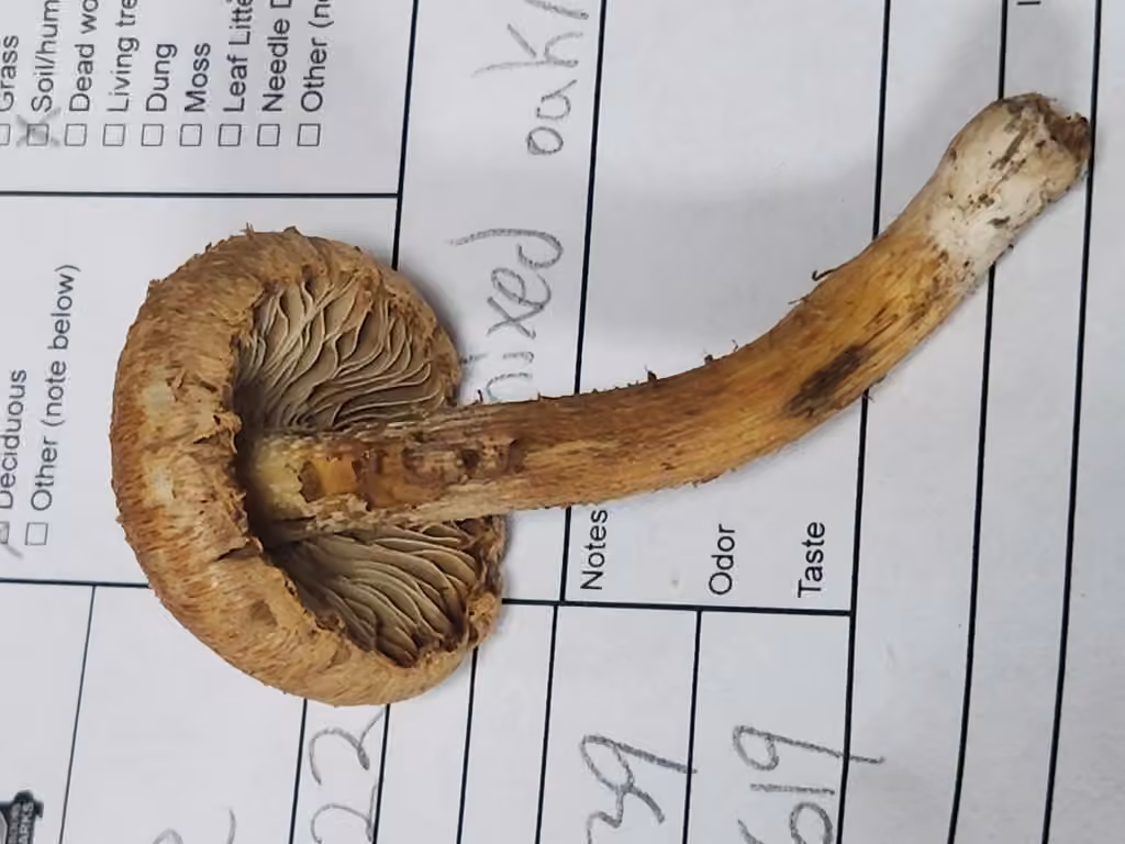 Inocybe ocré, photo 3 of 5