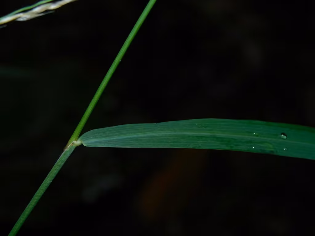 Slender muhly, photo 3 of 5