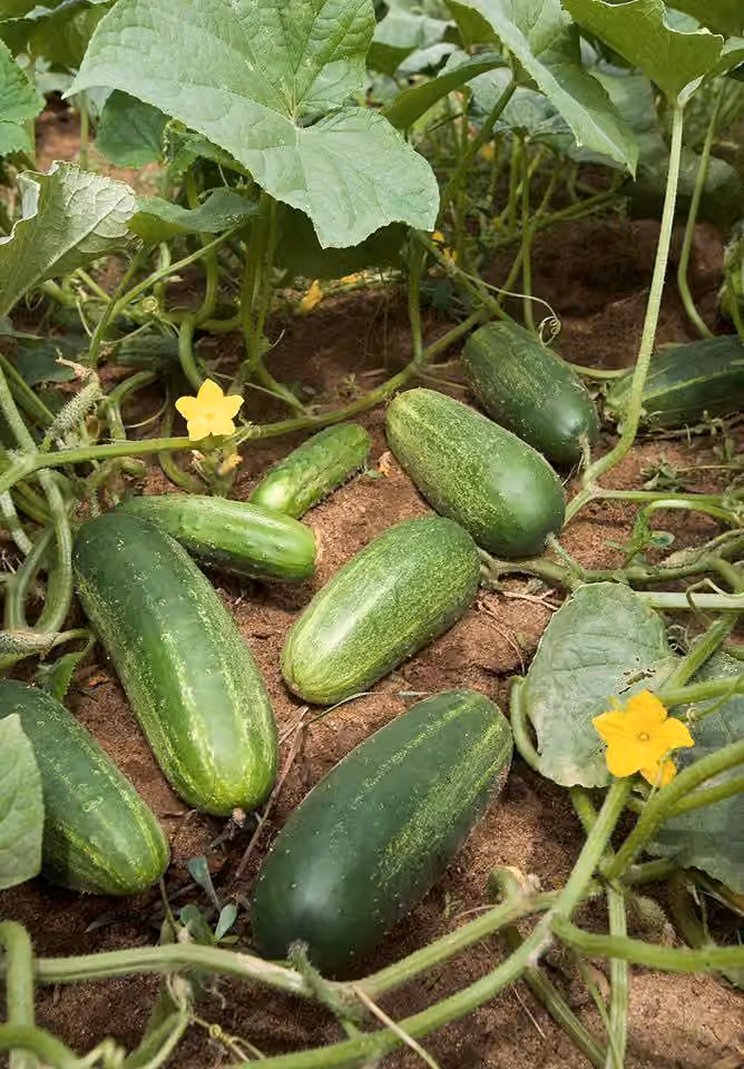 Garden cucumber, photo 3 of 5
