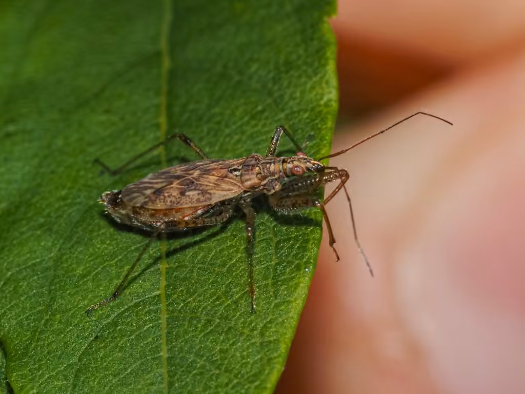Punaise-demoiselle brune, Femelle