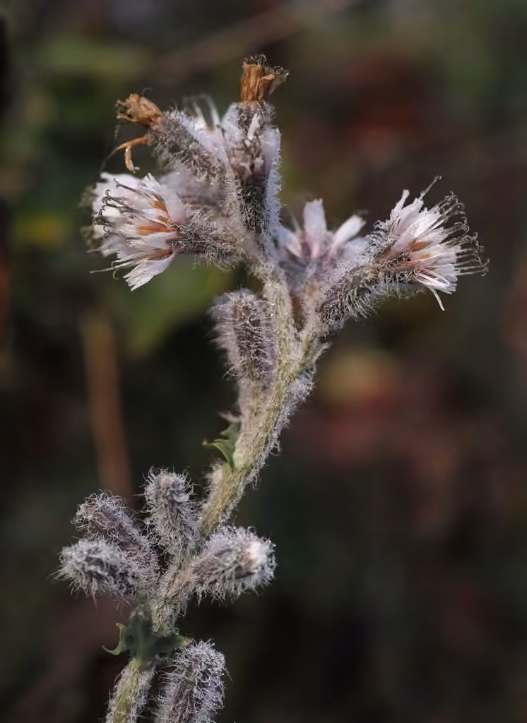 Prenanthe à grappe
