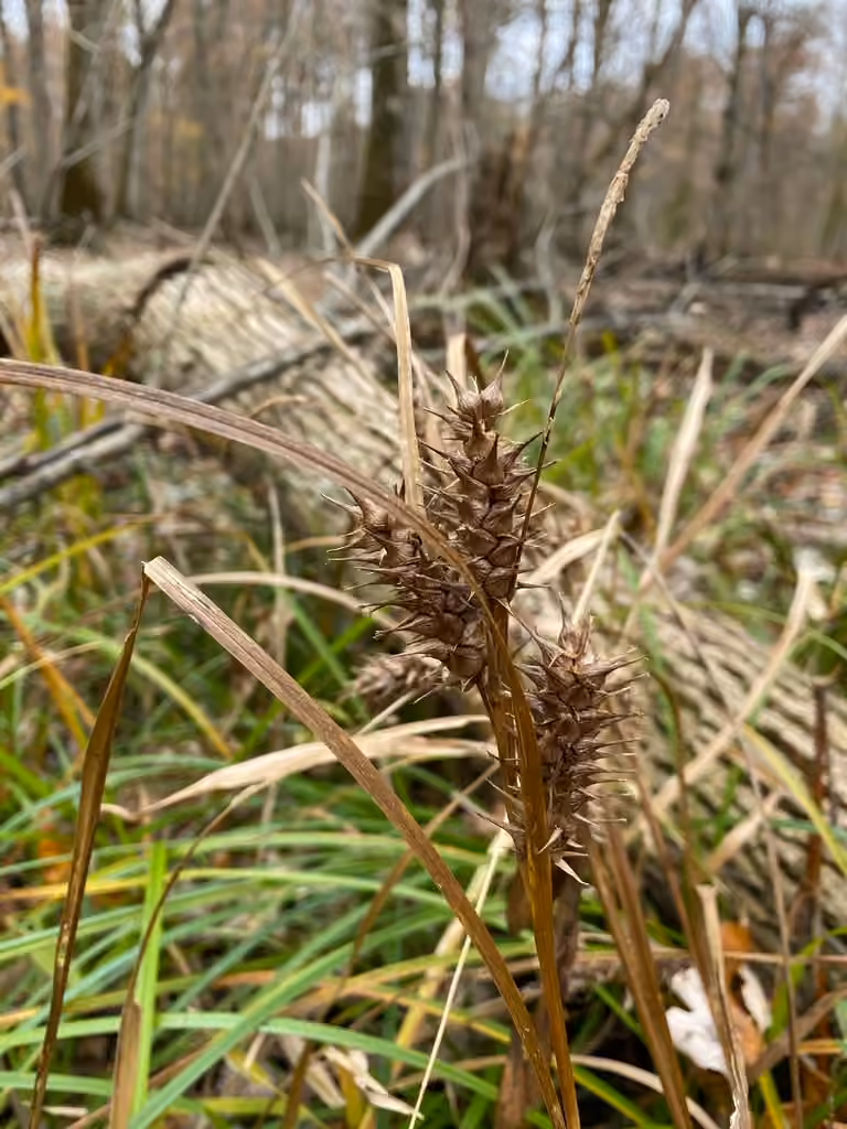 Carex faux-lupulina, En fruits