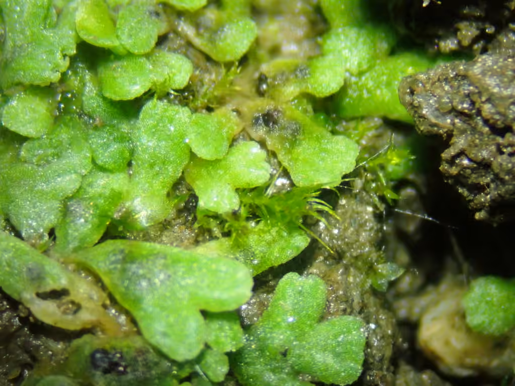 Lizard Crystalwort, photo 3 of 5