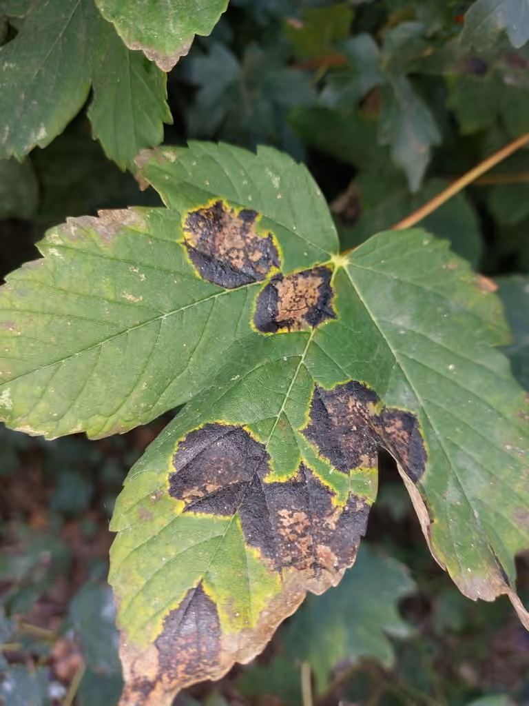 Rhytisma de l'érable