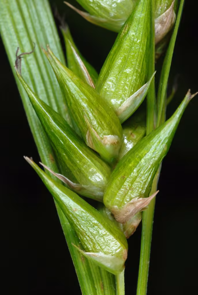 Carex gonflé, En fruits