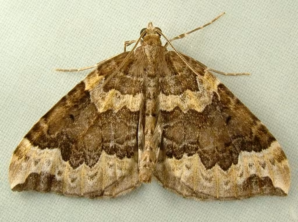 Variable Eulithis, photo 2 of 5
