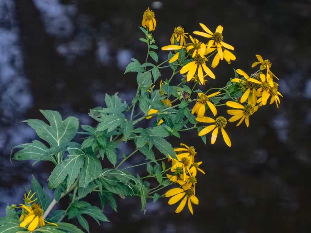 Rudbeckie laciniée