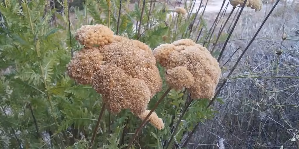 Fernleaf yarrow, In fruit