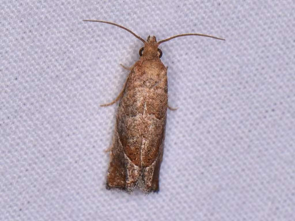 Derelict Pelochrista Moth, Adult