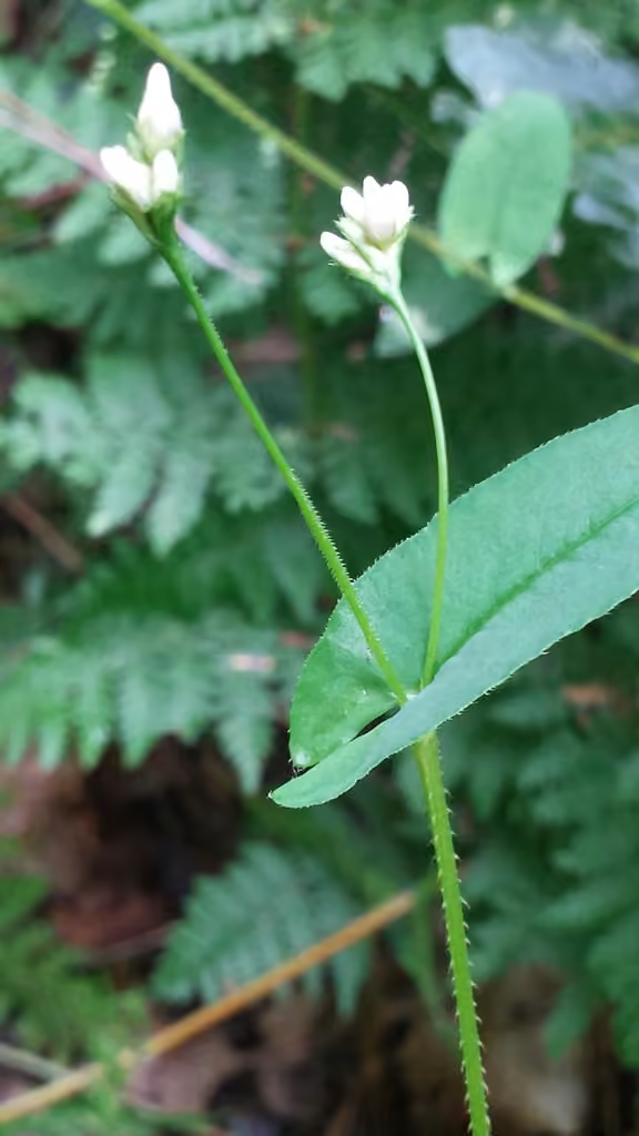 Arrowleaf tearthumb, In flower