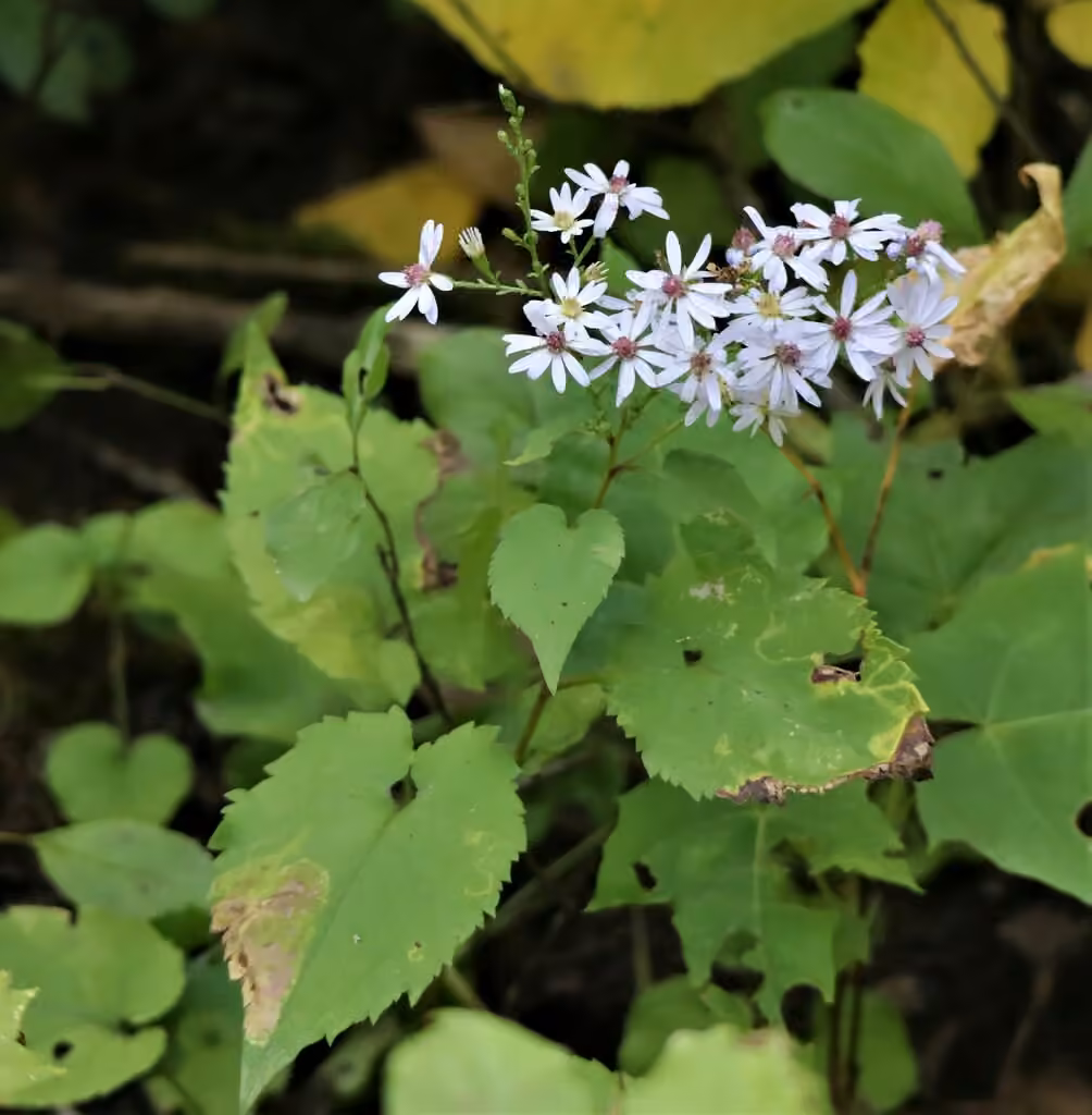 Aster à feuilles cordées, photo 1 sur 5