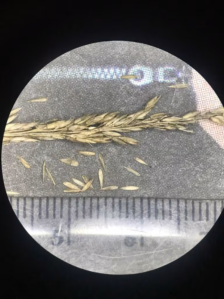 Pickering's Reed Bentgrass, In fruit