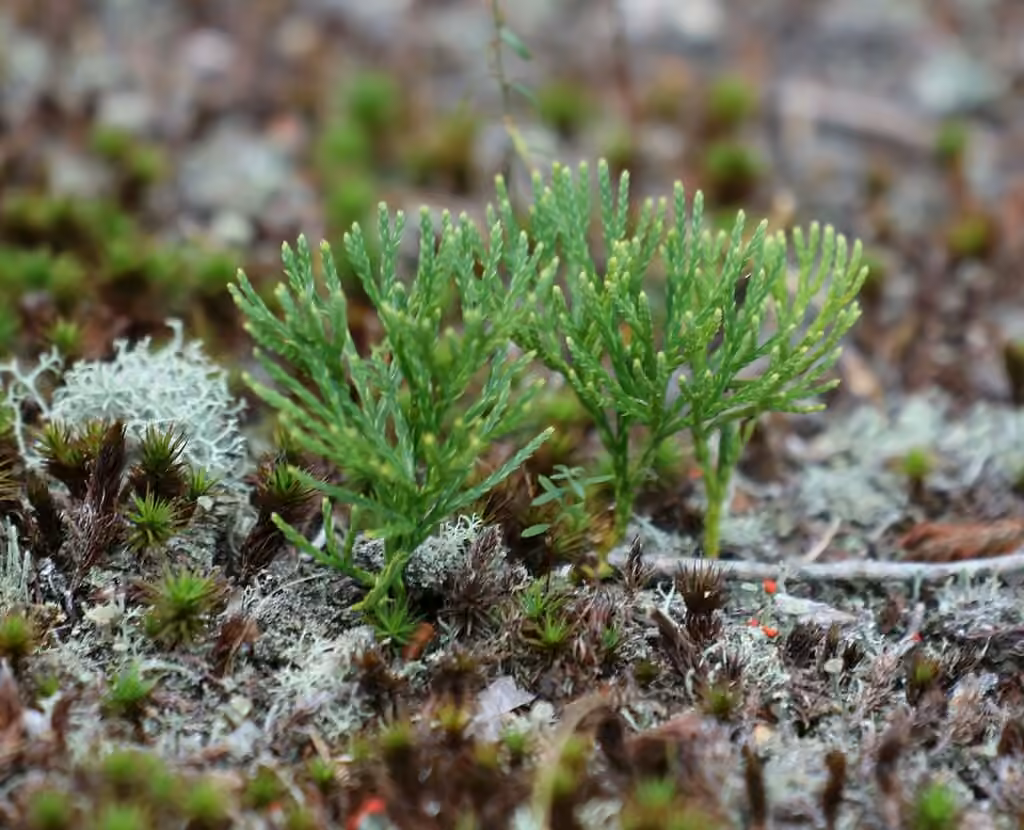 Lycopode à trois épis