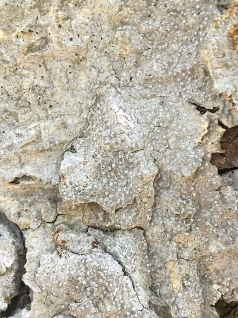 Lichen tache de byssus