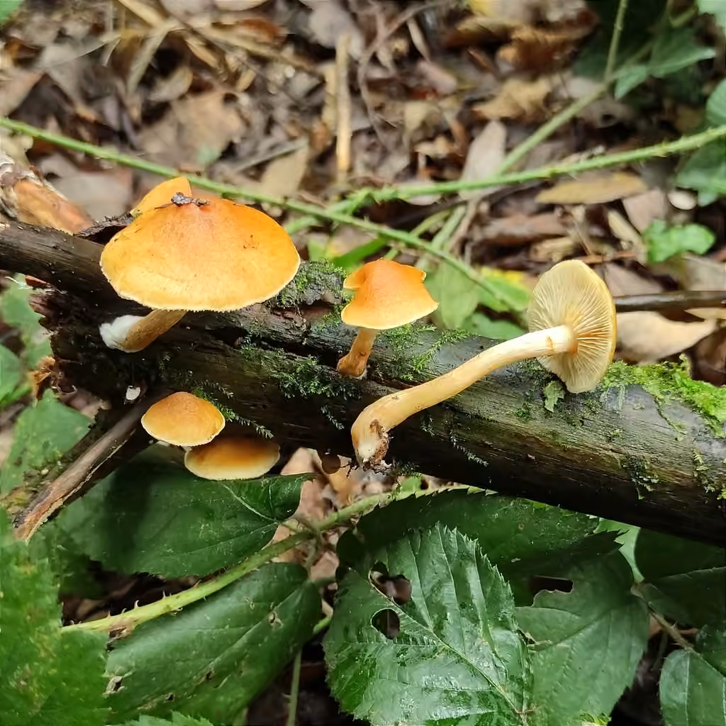 Gymnopile pénétrant, photo 1 sur 5