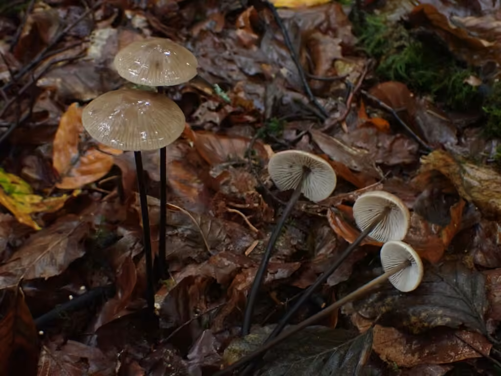 Garlic Parachute, photo 1 of 1