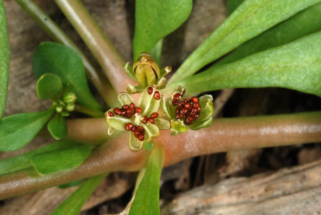 Carpetweed, In flower