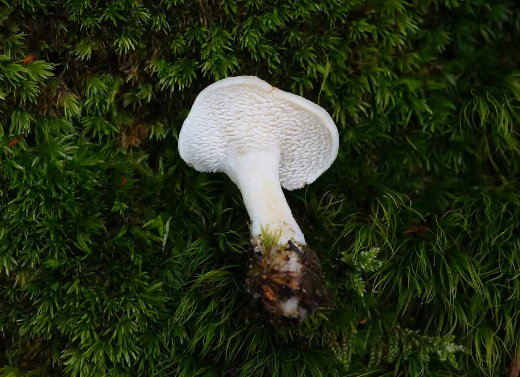 Pied de mouton blanc, photo 3 sur 5
