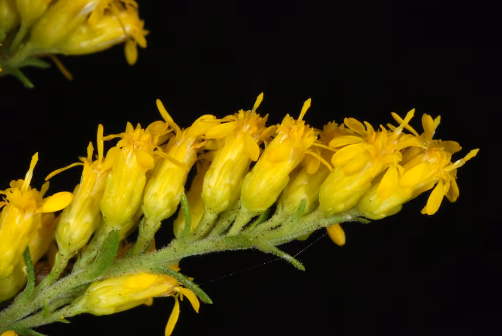 Gray goldenrod, In flower
