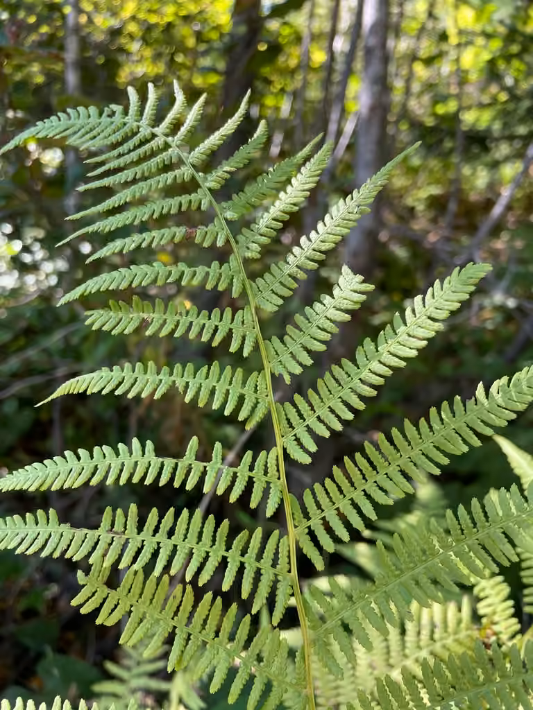 Subarctic lady fern, photo 3 of 5