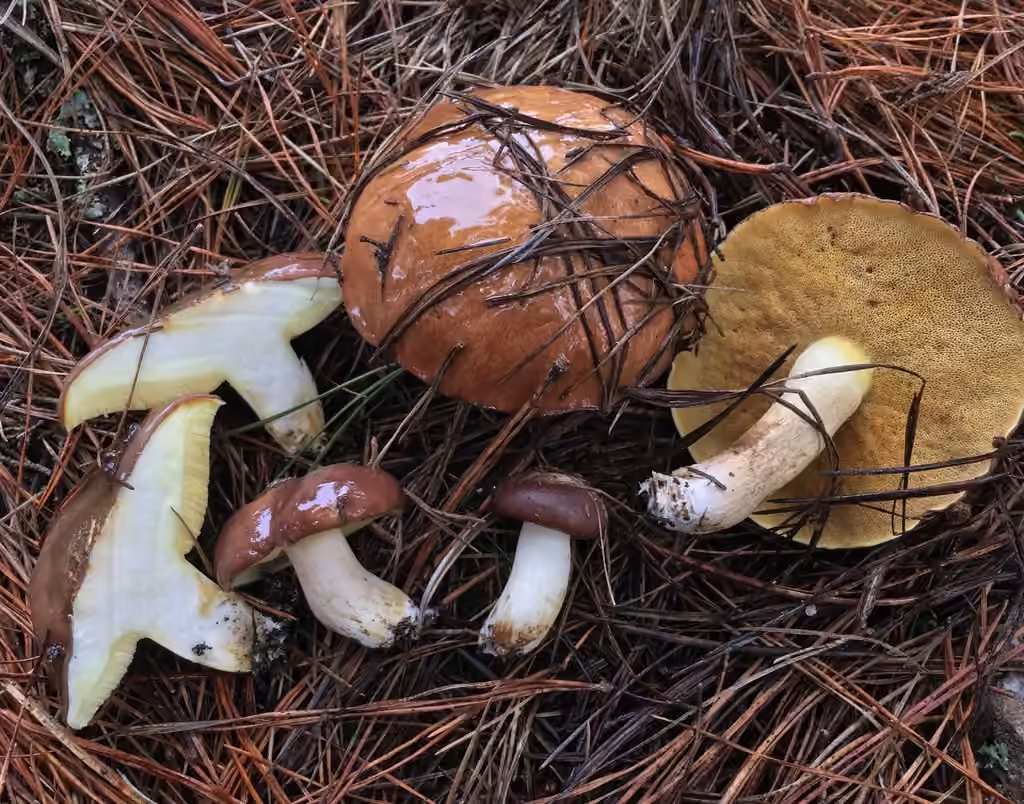Short-stalked Suillus, photo 3 of 5